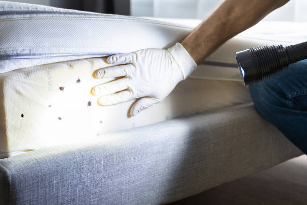 Best Exterminator Services  in Hesperia, CA