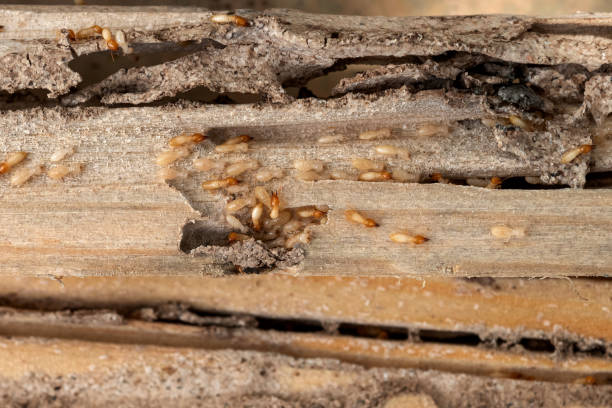 Best Commercial Pest Control Services  in Hesperia, CA